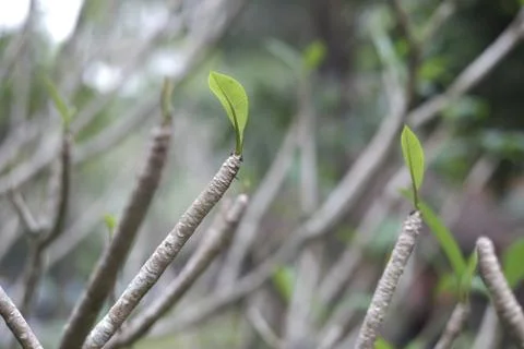 Cropped branches of citrus tree with sprouted new bright green leaves Stock Photos