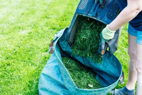 Cropped closeup human hands throwing out green fresh cut grass off lawn mower to Stock Photos