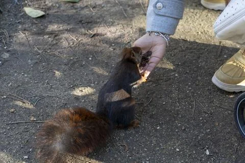 Cropped Hand Feeding Squirrel Stock Photos