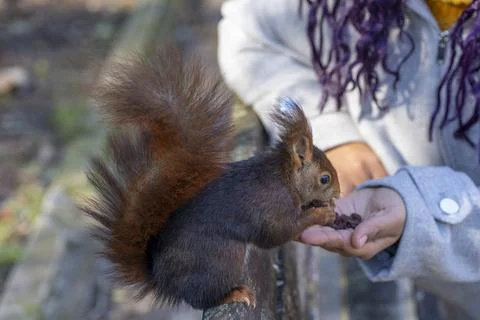 Cropped Hand Feeding Squirrel Stock Photos