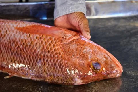 Cropped hand holding  red snapper for sale at fish market Stock Photos