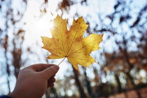Cropped hand of man holding maple leaf against sunlight at park during autumn 스톡 사진