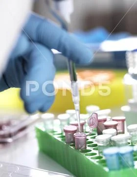Cropped hand of scientist pipetting sample into eppendorf vials in laboratory Stock Photos