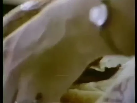 Cropped image of restaurant staff packing burger Video stock 260258096