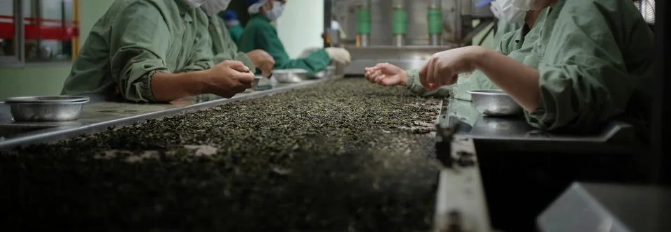 Cropped image of workers are selecting for fresh tea for produce the highest  Stock Photos