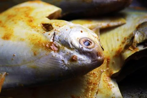 Cropped, partial and close view of sea fish 'Pomfret'.  库存照片