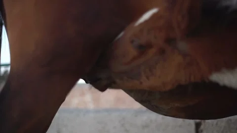Cropped picture in slow motion of mare feeding young foal, Stock Footage 90228478