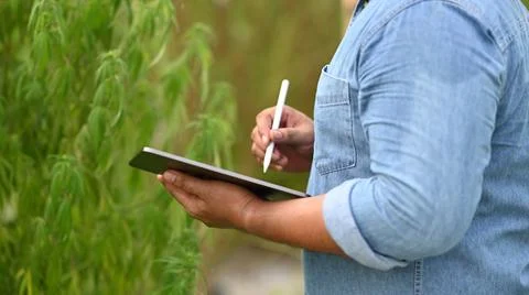 Cropped shot smart farmer using digital tablet while checking quality of Stock Photos