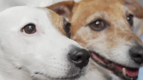 Cropped shot of two adorable jack russell terriers Stock Footage 147453939