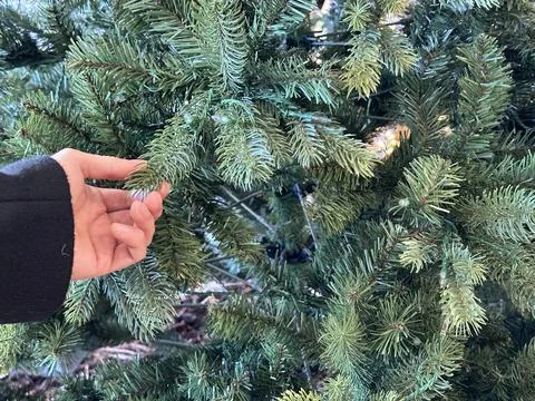 Cropped shot of unrecognizable customer touching christmas tree branches at g Stock Photos