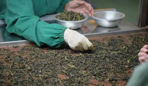Cropped shot of workers selecting the best tea leaves in tea processing, for  Stock-Fotos