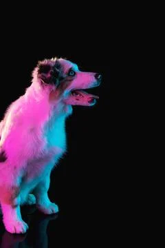 Cropped side view of Australian Shepherd dog isolated over dark background in Stock Photos