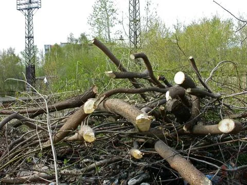 Cropped tree branches Stock Photos