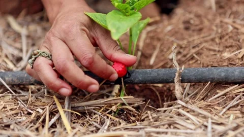 Cropped unrecognizable person adjusting a drip irrigation line near a young Stock Footage 329720553