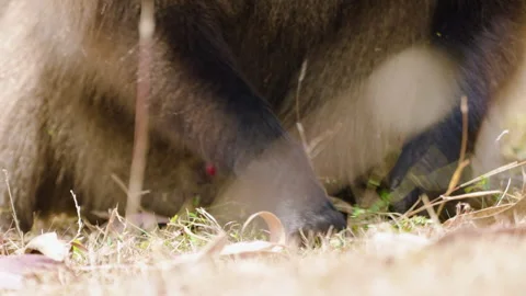 Cropped View Of A Gelada Monkey Eating Grass On A Sunny Day. Close-up Shot Stock-Footage 315428148