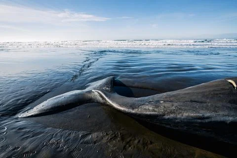 Cropped view of the tail of a large sperm whale on the Oregon coast 写真素材