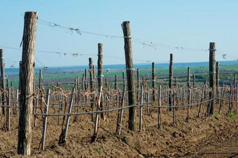 Cropped vineyards in spring Stock Photos