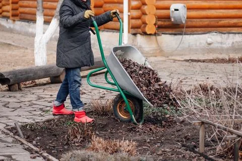 Cropped worker in field clothes applying mulching procedure, collect old dried Stock Photos