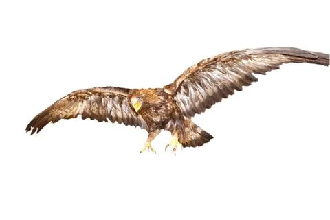 Cropping of an eagle diving on a prey Stock Photos