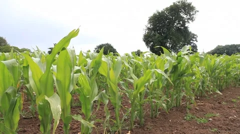 Crops 2 (HD) Stock Footage
