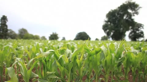 Crops 3 (HD) Stock Footage 6492045