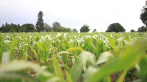 Crops 4 (HD) Stock Footage 6494260