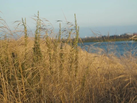 Crops in 4K 스톡 동영상 75949468