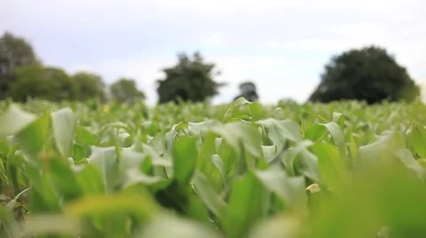 Crops 5 (HD) Stock Footage 6496805
