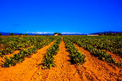 Crops and blue sky Stock Photos