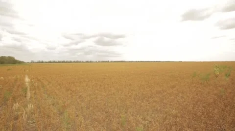 Crops and harvesting Stock Footage 45939012