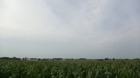 Crops blowing in the wind Vídeos de archivo 21786426