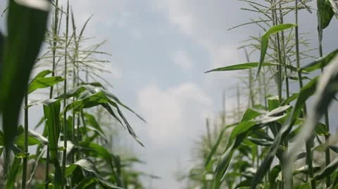Crops blowing in wind Stock Footage 21788399