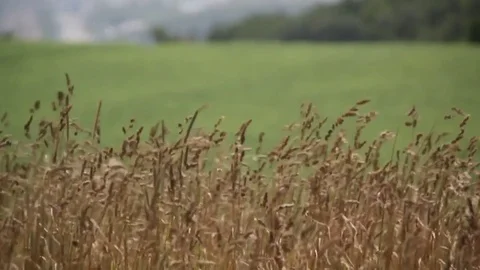 Crops blowing in wind 動画素材 70864037