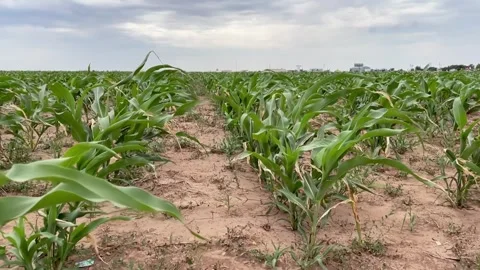 Crops Blowing in Wind Stock Footage 243870110