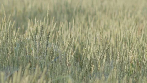 Crops of bread wheat by spring UHD slomo footage 스톡 동영상 244522505