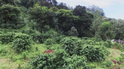 Crops of coffee, aerial Stock Footage 57025515