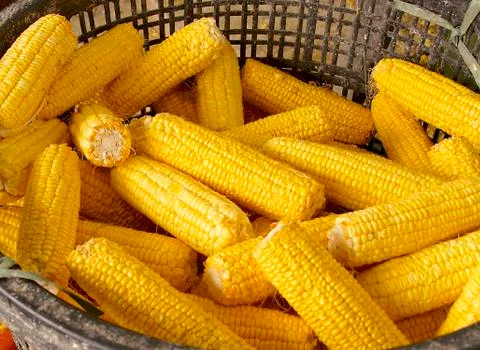 The crops of corn Stock Photos