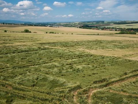Crops damaged in a field Stock Photos
