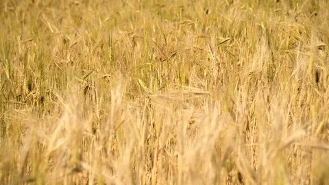 Crops in field background texture. | Stock Video | Pond5