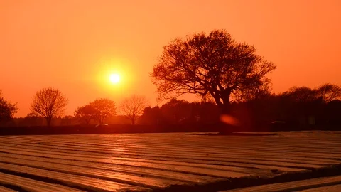 Crops in field covered in plastic mulch to suppress weeds and conserve water Stock Footage 74451025