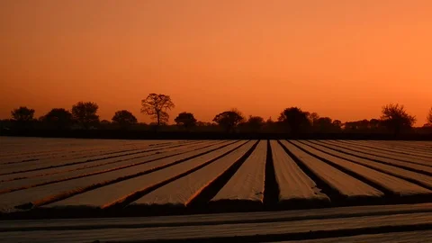 Crops in field covered in plastic mulch to suppress weeds and conserve water Stock Footage 74451162