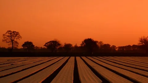 Crops in field covered in plastic mulch to suppress weeds and conserve water Stock Footage 74451698