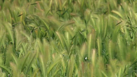 Crops on the field Video stock 137763