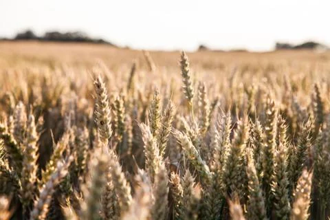 Crops on field Stock Photos