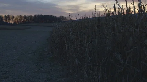Crops in the field at sunset Stock Footage 103817195