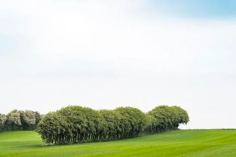 Crops on a field with trees on a row Foto stock