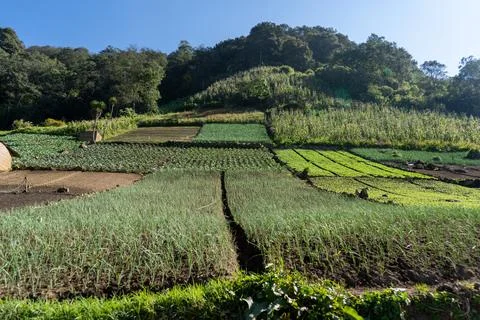 Crops in the Field Under a Clear Sky Stock Photos