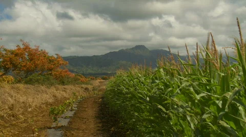 Crops Stock Footage 768385