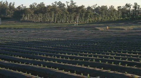 Crops 库存影片 792772