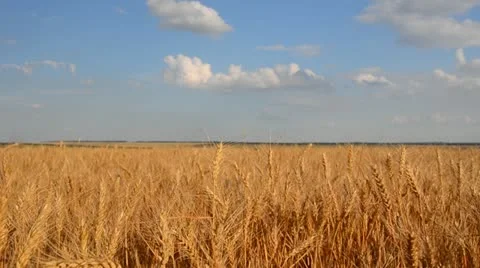 Crops Stock Footage 11227132